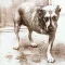 ALICE IN CHAINS: Alice In Chains (CD)