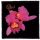 OPETH: Orchid (9,5 cm x 9,5 cm) (felvarró)