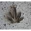 CANNABIS (medál)