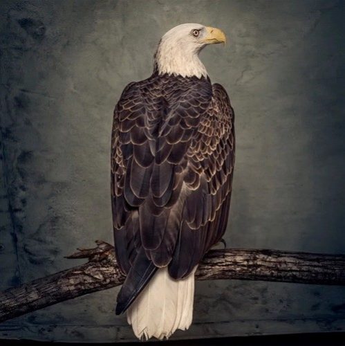 CLUTCH: Book Of Bad Descisions (CD)