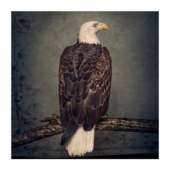 CLUTCH: Book Of Bad Descisions (CD) CLUTCH: Book Of Bad Descisions (CD)