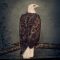 CLUTCH: Book Of Bad Descisions (CD)