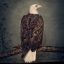 CLUTCH: Book Of Bad Descisions (CD)