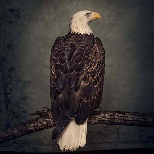 CLUTCH: Book Of Bad Descisions (2LP, color, ltd.)