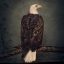 CLUTCH: Book Of Bad Descisions (2LP, color, ltd.)