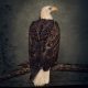 CLUTCH: Book Of Bad Descisions (2LP, color, ltd.)