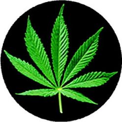CANNABIS: Leaf (nagy jelvény, 3,7 cm)