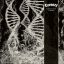 CORONER: Dissonance Theory (CD)