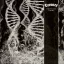 CORONER: Dissonance Theory (CD)
